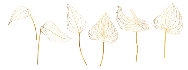 Big set of vector golden line handdrawn Anthurium (a.k.a. Tailflower, Flamingo Flower) leaves on white background.