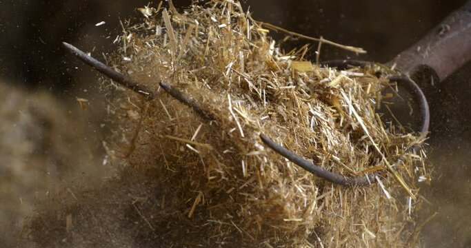 Super slow motion macro of farmer collecting with pitchfork haystack of organic bio hay used as natural ecologic feed for cattle at green agricultural natural food production farmland at 1000 fps.