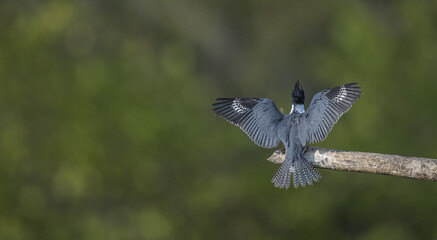 Belted kingfisher landing on its favorite perch