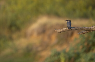 Perched Belted Kingfisher