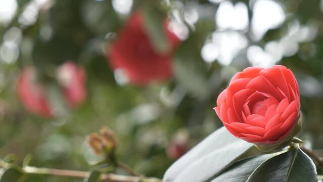 Background view with a blooming moss-rose purslane.