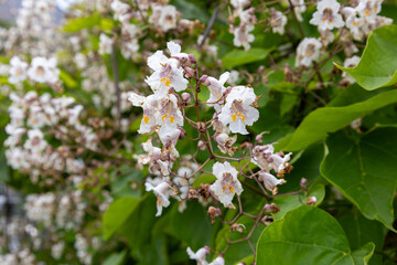 A bunch of white flowers with yellow centers. The flowers are wilted and brown - Powered by Adobe