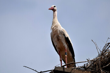 Seinen langen Hals hochgestreckt steht der Weißstorch stolz in seinem Nest
