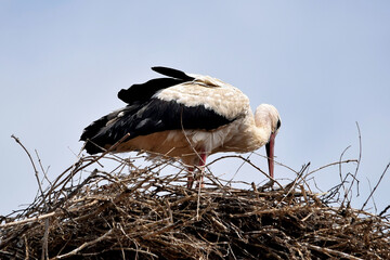 Der Weißstorch repariert das Nest (Großaufnahme)