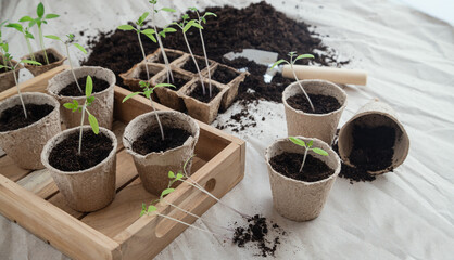 Repotting small tomato plants into seedling pots