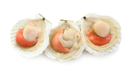 Fresh raw scallops in shells isolated on white, top view