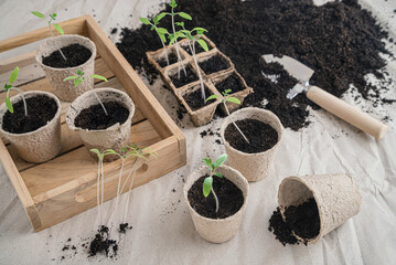 Repotting young tomato plants into paper seedling pots
