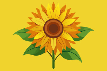 sunflower  vector illustration 
