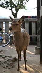 宮島の鹿