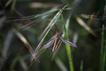 Mosquito in a meadow macro