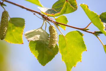 Close-up view of green birch tree fruit hanging on branch in a sunny summer day. Soft focus. Beauty...
