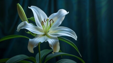Fototapeta na wymiar Elegant funeral lily on black background with space for text, creating a somber atmosphere