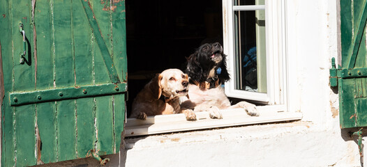 Two old dogs barking from the window on passing by people. Preventive measures, preventive action,...