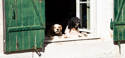 Two dogs barking from the window of old farmhouse on passing by people. Preventive measures,...