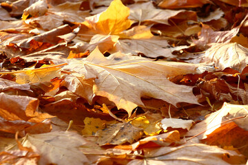 Sunny autumn day. The large yellow maple leaf is among fallen leaves. The sunlight illuminates it...