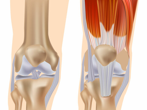 Anatomy of the knee joint front view. Knee Muscles and Ligaments Parts. Knee tendons