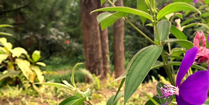 Flower plants that live wild in the yard of the house striped