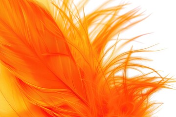 Orange Feathers. Close-Up View of Beautiful Isolated Bird Feathers with Brush-Like Abstract Stripes on Bright White Background