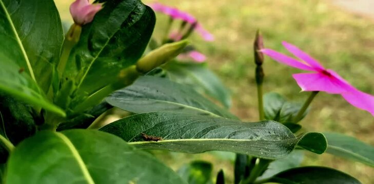 Flower plants that live wild in the yard of the house striped
