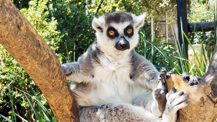 Fototapeta premium Lemur de mirada perdida