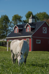 White or grey horse grazing in lush green grass pasture of field in paddock on rural farm with...