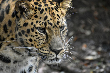 close up portrait of an amur leopard in captivity