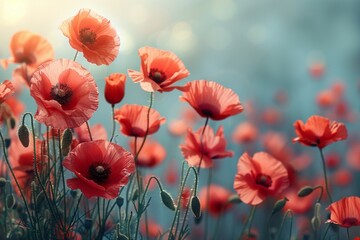 A field of red poppies with a blue sky in the background - obrazy, fototapety, plakaty