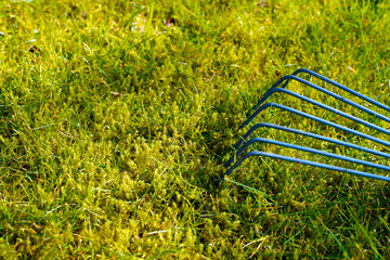 Natural removal of moss on the green lawn with a rake in spring