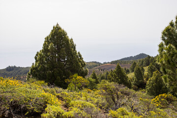 Scene of the Birigoyo peak, La Palma Island, Canary Islands.