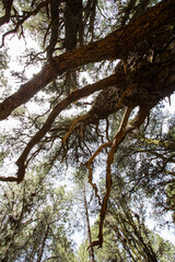Fototapeta premium Scene of El Pinar forest in La Palma, Canary islands