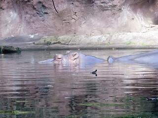 Hippo in water
