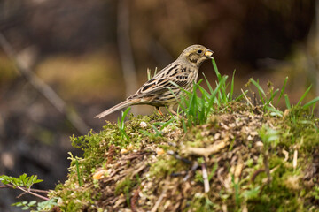 Potrzeszcz, ptak nieco większy i masywniejszy od trznadla. Dł. ciała 17-19cm © Zbigniew