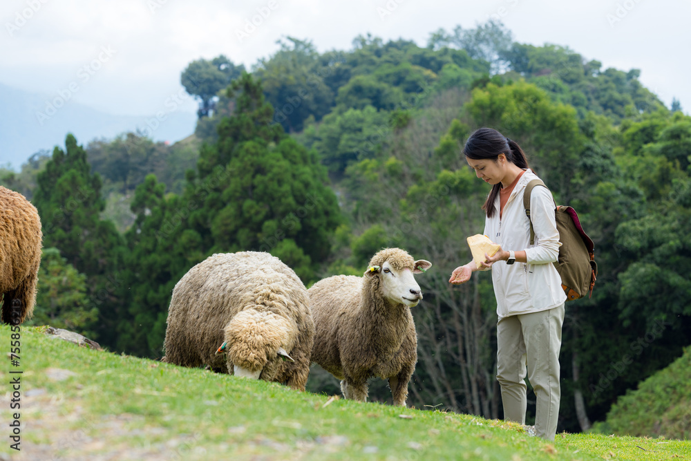 Wall mural Tourist woman feed sheep in Qingjing Farm