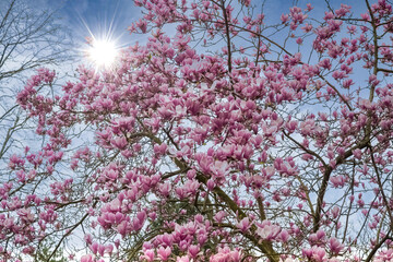 Blossom magnolia flowers in Paris