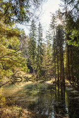 Scene with forest and old river in Cirulisi nature trail in March in Cesis in Latvia