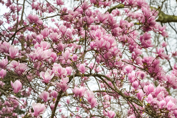 Blossom magnolia flowers in Paris