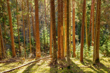 Scene of natural forest in Cirulisi nature park in early spring on a sunny day in March in Cesis in...