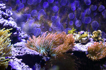 Coral and sea anemones in aquarium 