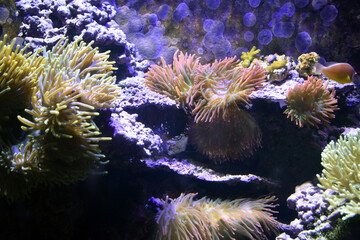 Coral and sea anemones in aquarium 