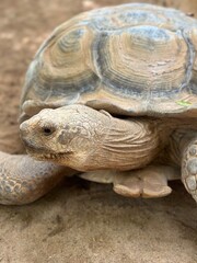 Small turtle looking at the camera with head on shell