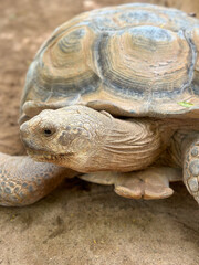 Obraz premium Turtle with head twisted to appear upside down