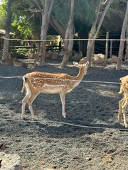 Naklejka premium Deer and a young calf in zoo enclosure