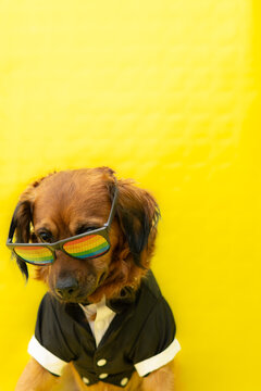 dog with complicit look celebrating gay pride day on yellow background with copy space. poster.