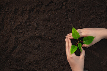  woman hands holding green small  plant on brown soil background, top view, Earth Day concept, free...