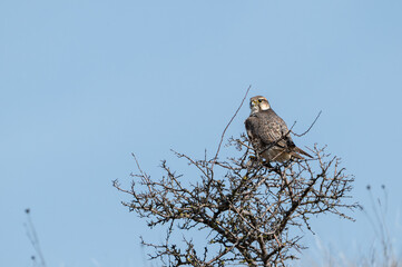 The Saker Falcon Falco cherrug in the wild