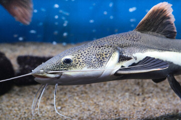 Red tailed flathead catfish in closeup in an aquarium.