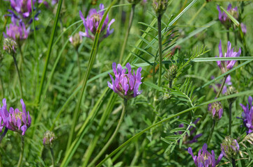 Astragalus danicus pink flowers