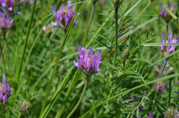 Fototapeta premium Astragalus danicus pink purple flowers in the field