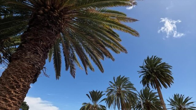 Desert palm trees with blue sky moving from strong winds
