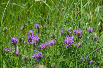 Astragalus danicus pink purple flowers in the field